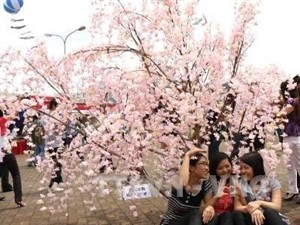Cherry blossom festival 2014 is expected to lure more visitors to take part in (Photo: VNA)